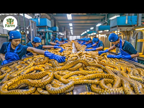 How Chinese Farmers Handle 8.5 Million Snakes in a Modern Factory | Processing Factory