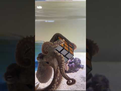My octopus solves a Rubik’s cube! ￼