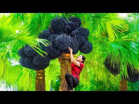 Harvesting Giant Black Alien Fruits & Go to Market Sell | Tropical Rainforest | An Phú Daily Life