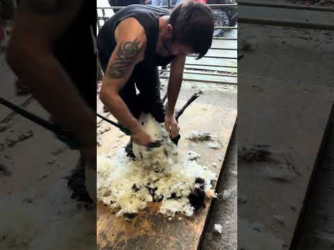 Speedshear Competition Practice - Karol Devaney