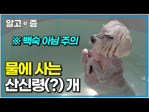 하루 종일 물에 들어가려고 하고 한번 들어가면 나오질 않는 물개(犬)! 몸을 벌벌 떨면서까지 물에서 안 나오는 개｜세상에 나쁜 개는 없다｜알고e즘