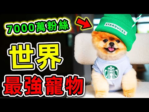 全世界“最受歡迎”的10個寵物!“黄阿瑪”排名第幾?第一名粉絲7000萬,年薪36億,99%人看過卻不知道。|世界之最TOP