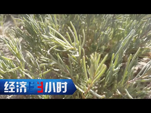 这种野草竟是吃盐大户！每亩可带走400到500公斤盐分，盐碱地有望变良田 「经济半小时」20230703 | 财经风云