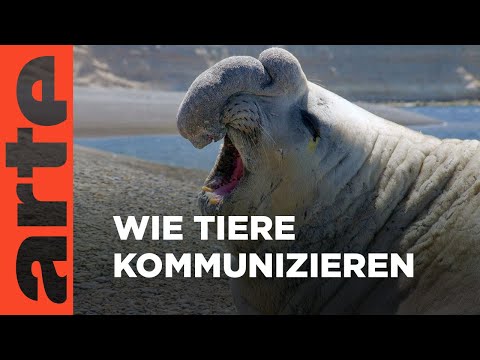 Die Sprache der Tiere – Das Tierreich entschlüsselt | ARTE Family