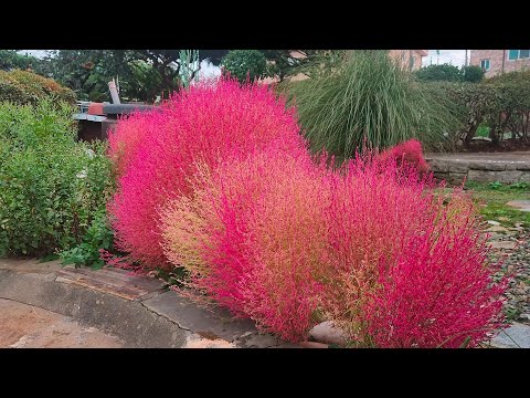 겨울을 준비하는 10월,11월의 가을 일상| 신상 리스 만들기| 분갈이 시즌