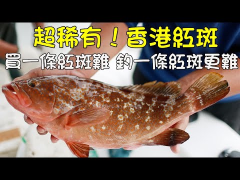 捕漁︱  跟住漁民去捉魚 罕有魚種一次過擁有 要買一條極稀有紅斑難 但要捉一條就更不簡單#紅斑 #黃花魚 #石蚌魚 #黃腳鱲 #赤鱲魚 #細輪魚 #黃立倉