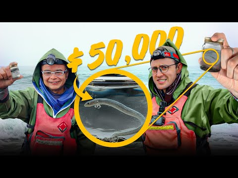 Hunting Asia’s Most Expensive Fish: Why Glass Eels Cost So Much