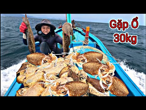 20 Năm Làm Nghề Lặn Biển Mới Gặp Ổ Mực Nang Lớn Khủng Ở Độ Sâu 20 Mét | P 815