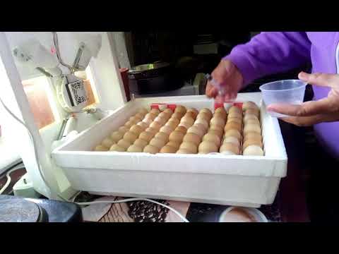 ВАЖЛИВО : вологість в інкубаторі. Інкубація курячих яєць.