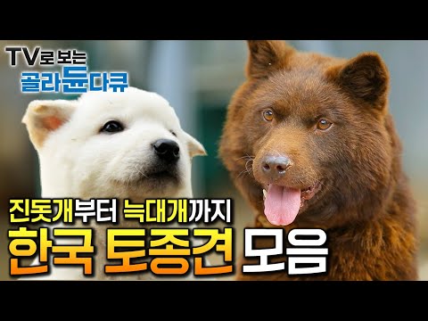 귀엽다고 얕봤다간 큰코다칩니다🐶 진돗개부터 늑대개까지 용맹함과 충성심으로 똘똘 뭉친 한국 토종견 모음🇰🇷🐕┃한국기행┃아주 각별한 기행┃#골라듄다큐