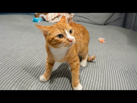 Hilarious & Funny Cat Reactions πΉ Ultimate Cats 2025 π± You Wonβt Believe