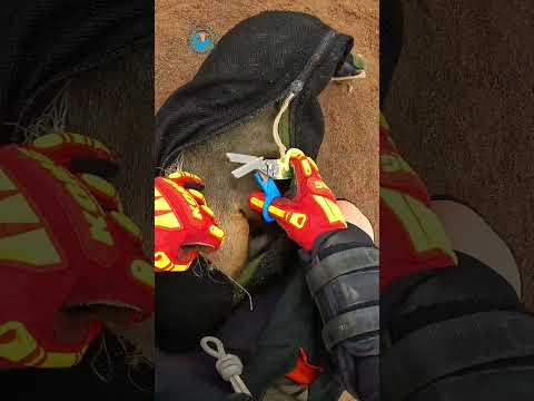 Seal Saved From Bundle of Fishing Line #shorts