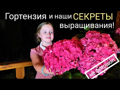 Гортензия. Все правила выращивания для начинающих . Опыт из своей садовой жизни