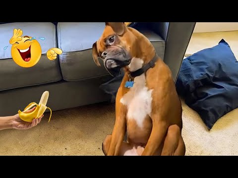 HILARIOUS DOGS Being Weird 🤪 NEW Funniest Dogs Video 2026