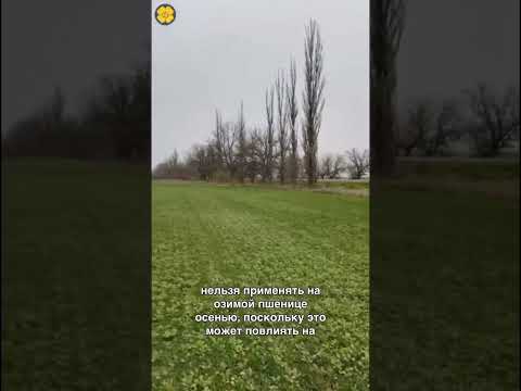 #юмор #агротехнологии #сельскоехозяйство # рапс