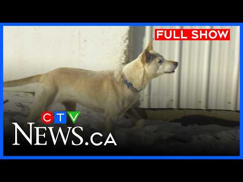 How dogs found starving are recovering under SPCA care | CTV News Edmonton at Six for March 10, 2026