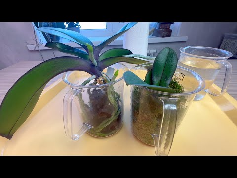 ЛЕГКО ЗАГУБИЛ корни орхидеи // выращивание орхидеи без грунта ПЛЮСЫ и главный МИНУС