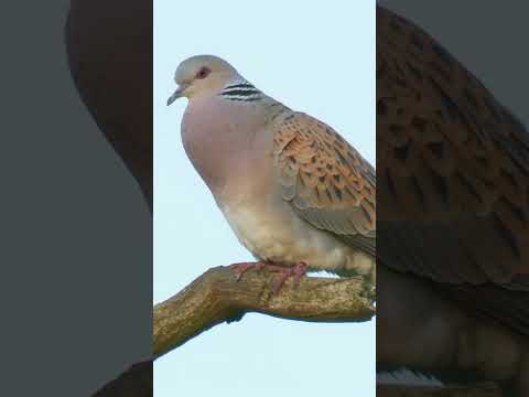 Song of the Turtle Dove #birds #nature #birdphotography