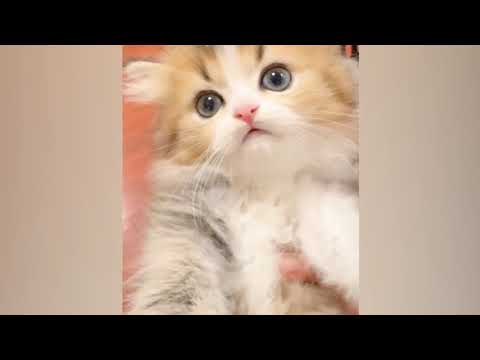 Kittens explore a new room with excitement