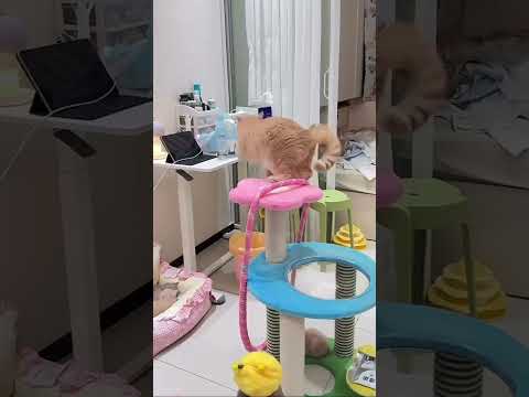 Cats at Their Most Ridiculous #funnypets #catvideos #comedy