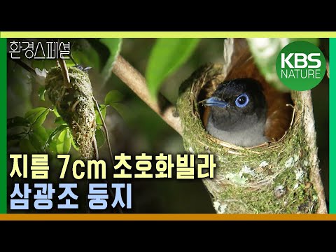 지름 7cm 초호화빌라, 삼광조 둥지 [공사창립특집 동물의 건축술_3편 몸으로 짓는 과학] / KBS 20100314 방송