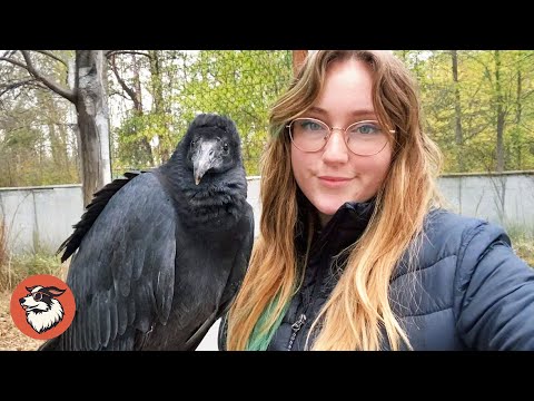This Vulture Called Dangerous — But She Changed Their Minds Forever