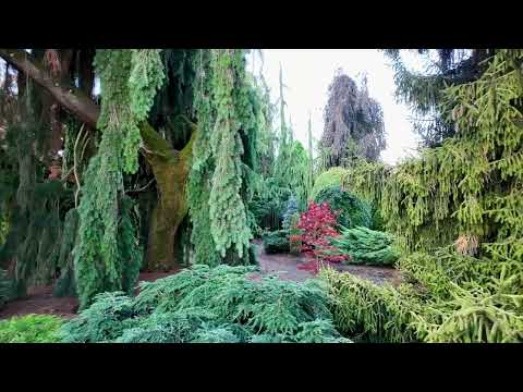 What's behind the Iseli Fastigiata spruce?