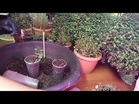 Раскрываю все секреты выращивания Каллизии , от черенка до пышного шара💯