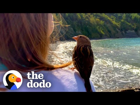 Couple Rescues Baby Sparrow And Turns Their Living Room Into A Habitat | The Dodo