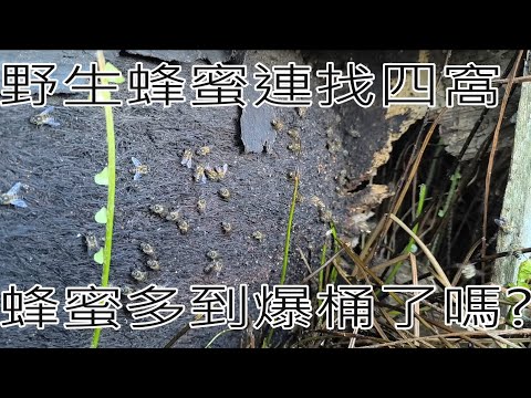 野生蜜蜂窩連續找4窩--這次蜂蜜爆桶了嗎?