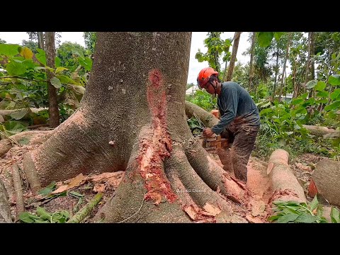 A terrible shock ‼️ when this Albasia tree was successfully felled