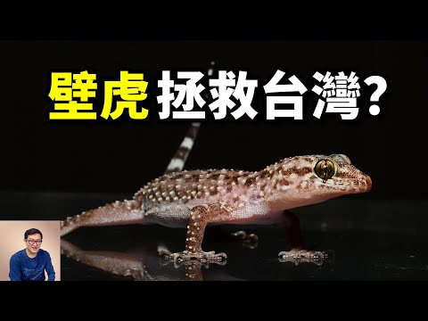 The least-known secret of the gecko, nano-level black technology. #animal #gecko #lizard #pet