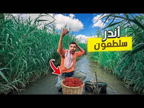 الحياة البرية:صراع مع أندر سلطعون فالمغرب العيش الحر