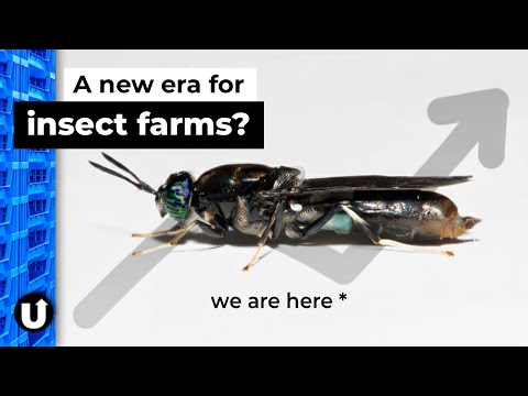 What Happened to Insect Farming?
