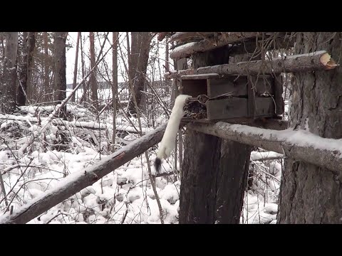 Проверка капканов на Куницу. Охота на Куницу капканами. сезон 22\23
