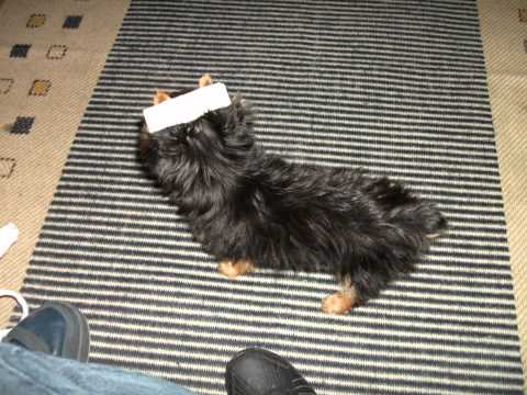 mel yorkshire terrier