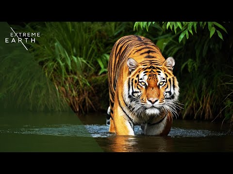 Where Predators Hide and Hunters Become Prey (Animal Documentary)