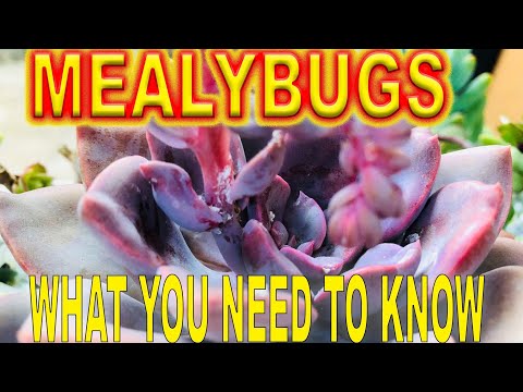 MEALYBUGS ( What you need to know)