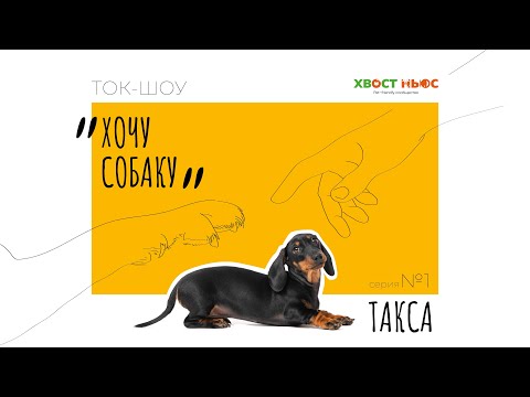 Ток-шоу «Хочу собаку». Охотничья порода – такса. Характер, особенности содержания и воспитания