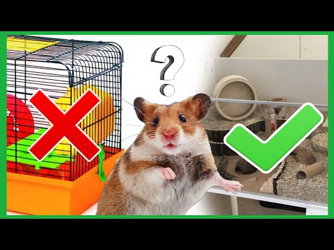 HOW TO CARE FOR A HAMSTER? 🐹 / What Should Be in a Hamster's Cage / Dos and Don'ts