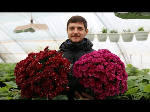 Бизнес на хризантеме. Что важно знать.