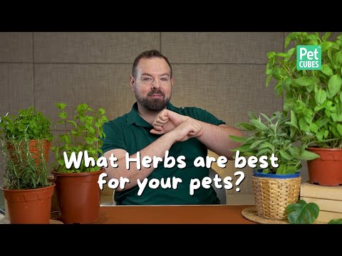 What Herbs Are Best for Your Pets? | Safe Ways to Add Herbs to Your Pet's Diet