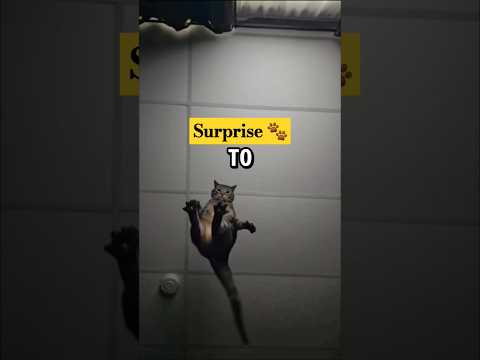 This Will Make Your Day! (@yourlanabananaa)