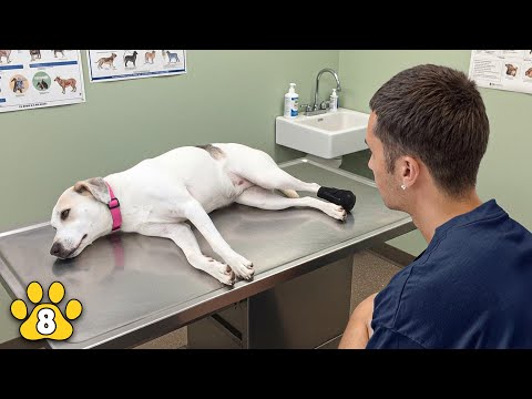 We Took our Rescue Dog to The Vet… And Got Heartbreaking News