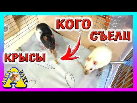 ЧЕМ мы КОРМИМ Крыс? / Уборка в клетке У КРЫС / Крысы не Хомки / rats and hamsters / Alisa Easy Pets