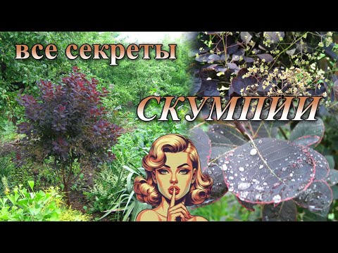 Скумпия: выращивание, особенности формирования, почему не цветет или не окутывается "дымкой".