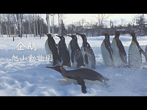 The most northern zoo in Japan, Asahiyama zoo | 4K | Asahikawa | Walker
