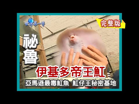 【祕魯】伊基多 帝王魟魚（台商魟仔王秘密基地／亞洲最大熱帶魚供應商／叢林市場上萬觀賞魚隨意吃）｜《世界第一等》170集小馬完整版
