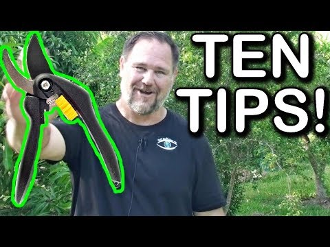 10 Tips How to Prune a Ton of Fruit Trees