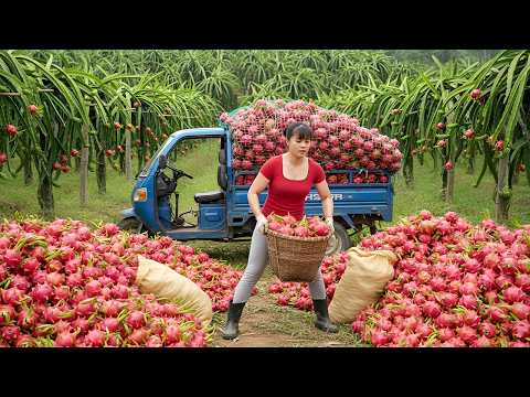 Harvesting Tons of Dragon Fruit | Using a 3-Wheeled Truck to Go to the Countryside Market